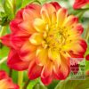 Dahlia 'Princess Erika' (22365)