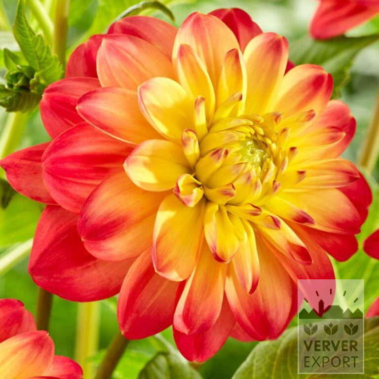 Dahlia Precultivated 'Princess Erika' (30036)
