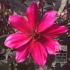 Dahlia Precultivated 'Pride One' (30035) - Image 2