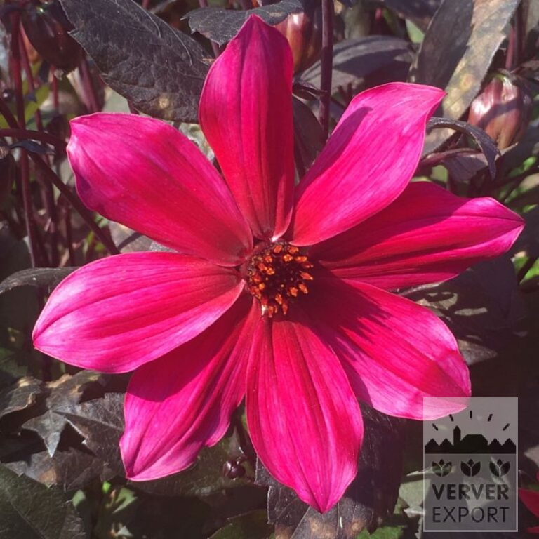 Dahlia Precultivated 'Pride One' (30035) - Image 2