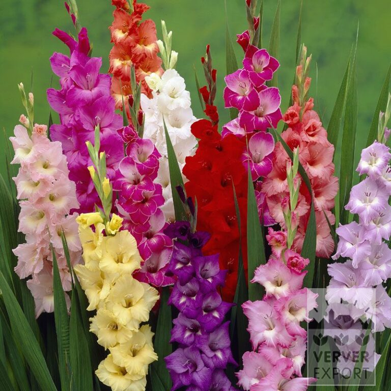 Gladiolus Mixed (23016)