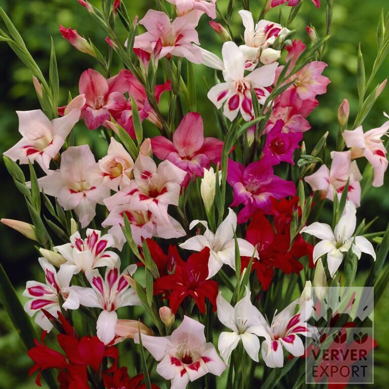 Gladiolus nanus mixed (23017)