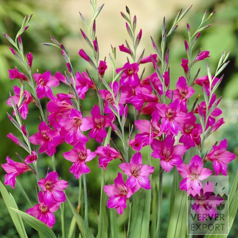 Gladiolus byzantinus (23027)