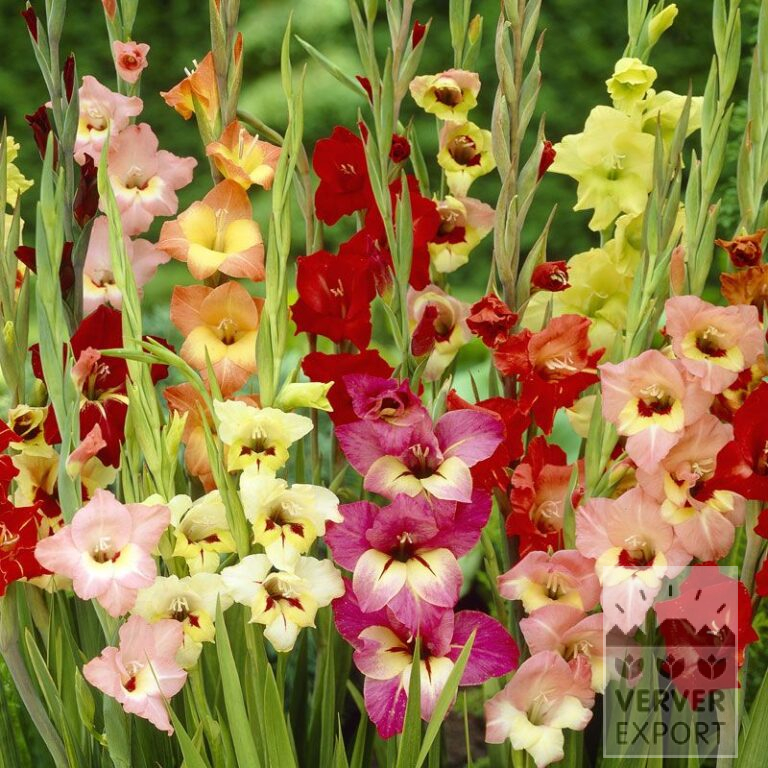 Gladiolus Butterfly mixed (23028)