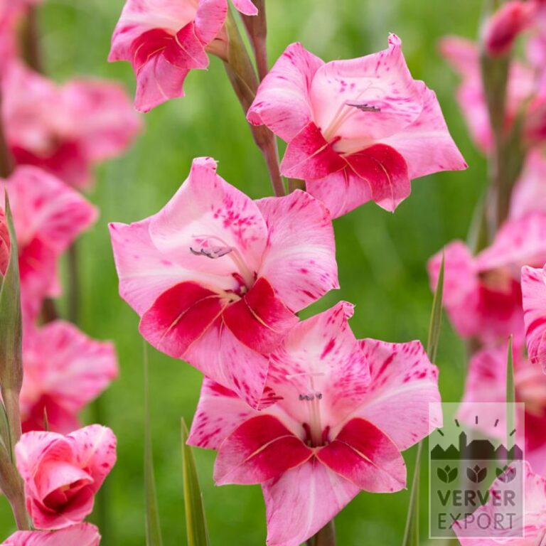 Gladiolus tubergenii 'Bibi' (23043)