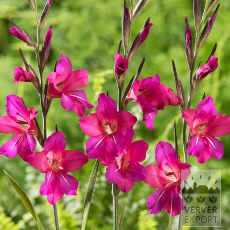 Gladiolus byzanthinus 'Whistling Jack' (23045)