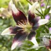 Lilium 'Netty's Pride' (24060)