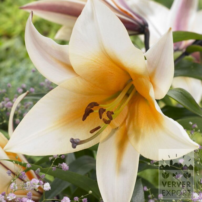 Lilium 'Garden Affaire' (24063)