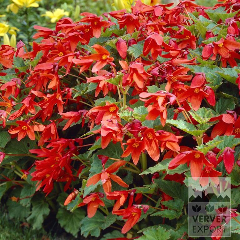 Begonia bertinii (25001)