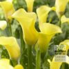 Zantedeschia Supri-Yellow (26002)