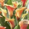 Zantedeschia Supri-Orange (26004)