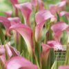 Zantedeschia Supri-Pink (26005)