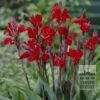 Canna 'Brillant' (27002)