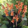 Canna 'Wyoming' (27017)