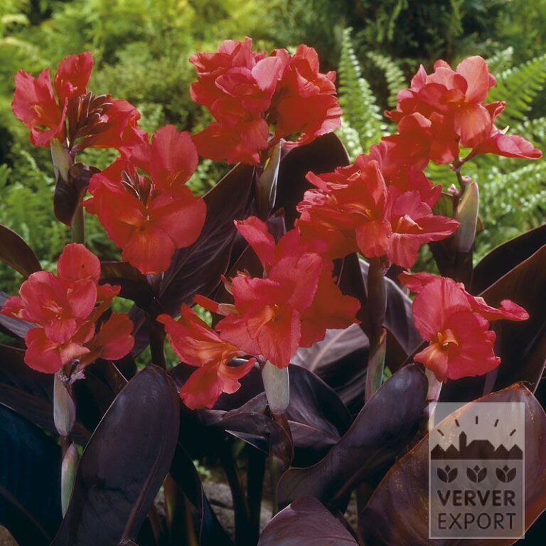 Canna 'Pink Futurity' (27028)