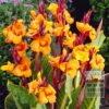 Canna 'Palida' (27031)