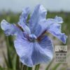 Iris sibirica 'Imperial Velvet' (28022)