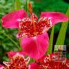 Tigridia pavonia 'Lilacea' (28033)