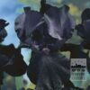 Iris germanica 'Black Dragon' (29004)