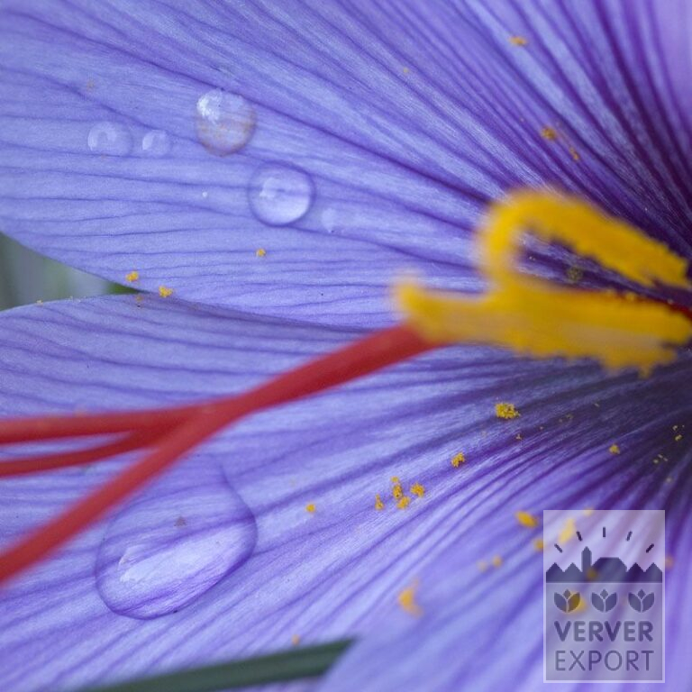 Crocus sativus (29067)