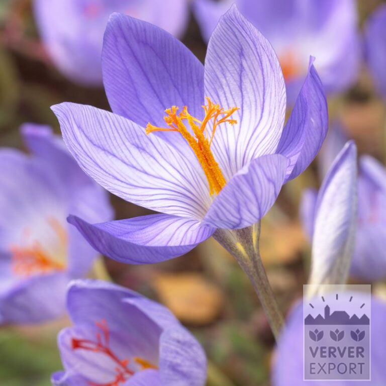 Crocus speciosus (29068)