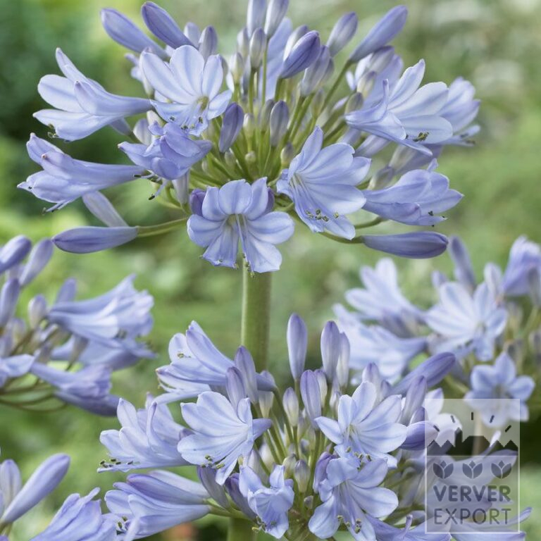 Agapanthus Light Blue African Lily (29071)