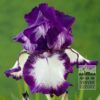 Iris germanica 'Loop the Loop' (29091)