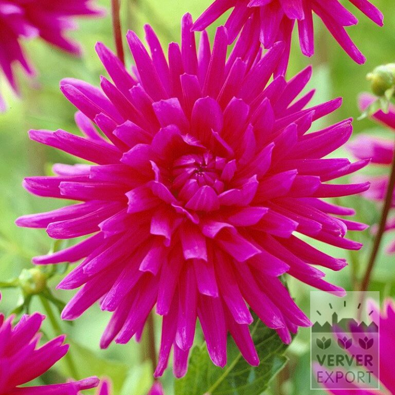 Dahlia Precultivated 'Purple Gem' (29127)
