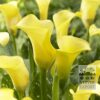 Zantedeschia Precultivated Supri-Yellow (29184)