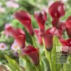 Zantedeschia Precultivated Supri-Red (29188)