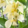 Canna Precultivated 'Gran Canaria' (29193)