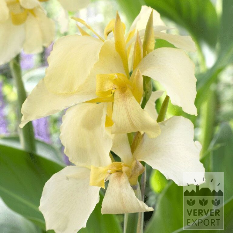 Canna Precultivated 'Gran Canaria' (29193)