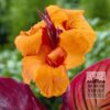 Canna Precultivated 'Durban' (29201)