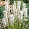 Liatris Precultivated spicata 'Floristan Alba' (29260)