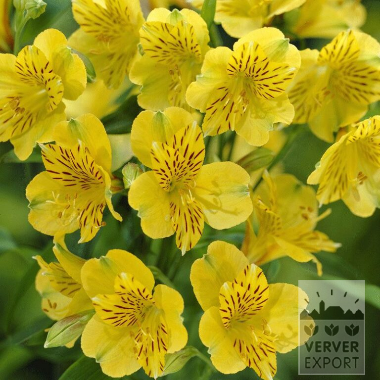 Alstroemeria Precultivated yellow (29262)
