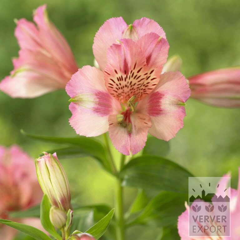 Alstroemeria Precultivated Pink (29263)