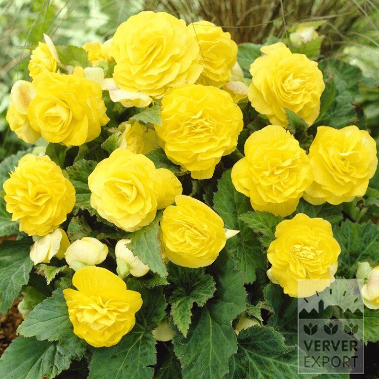 Begonia Precultivated Non Stop Yellow (29271)