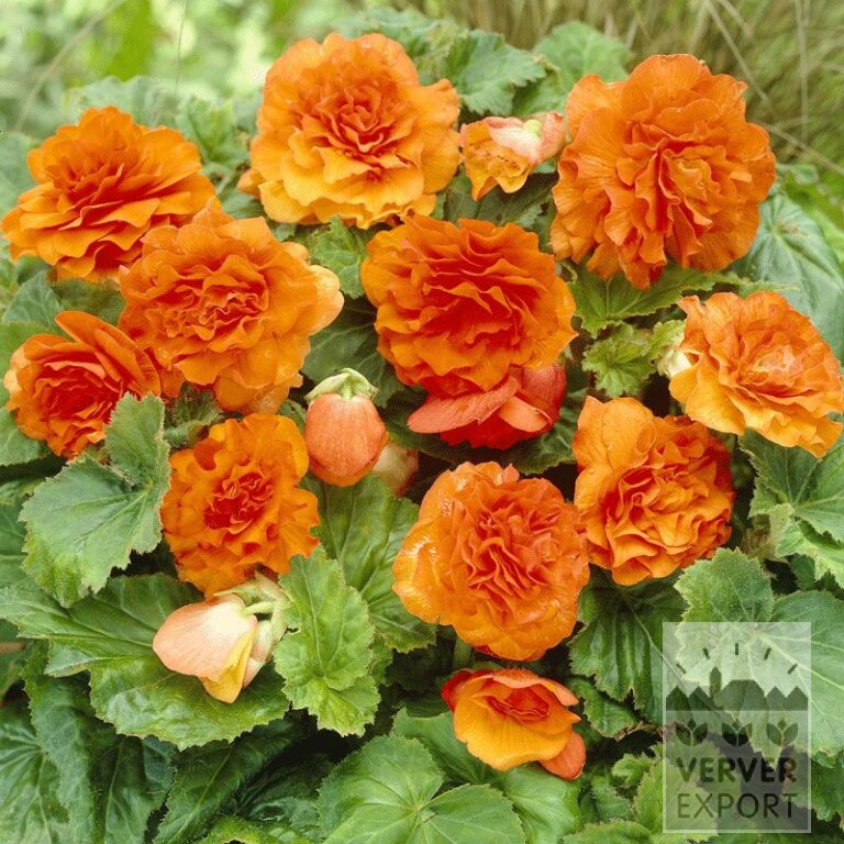 Begonia Precultivated Non Stop Orange (29272)