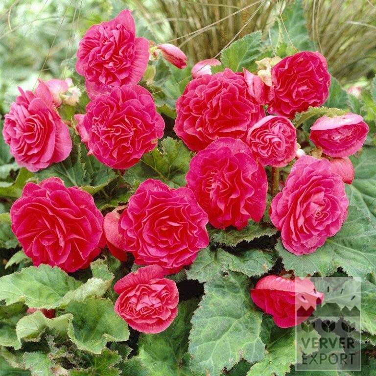Begonia Precultivated Non Stop Pink (29273)