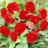 Begonia Precultivated Non Stop Red (29274)