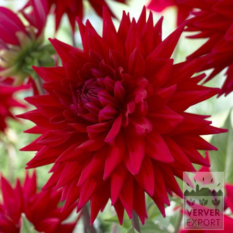 Dahlia Precultivated 'Witteman's Best' (29289)
