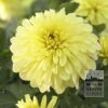 Dahlia Precultivated 'Serenade' (29290)