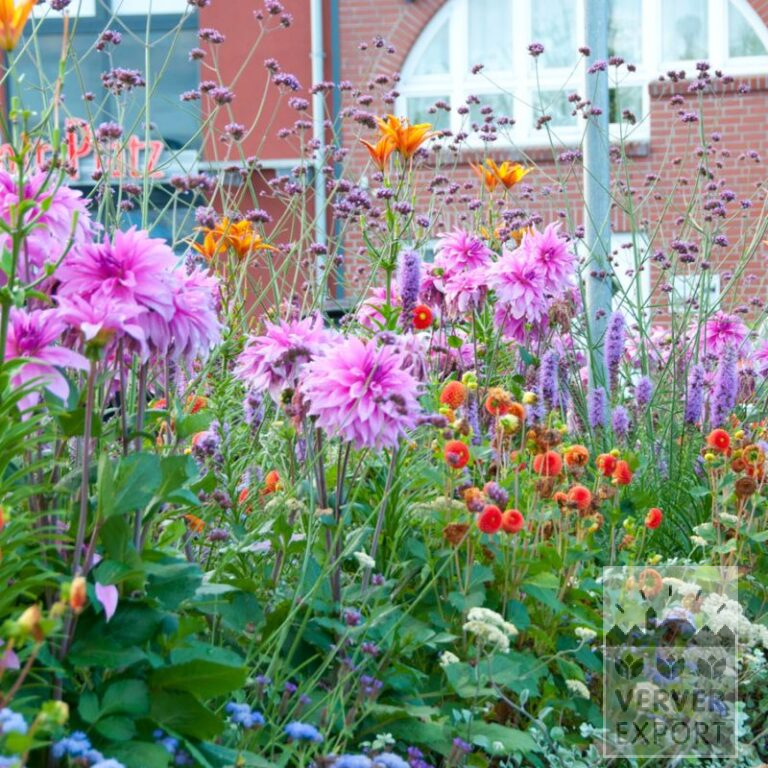 Summer Trams Verver 'Purple Fiesta' © / 5 m² (29315)
