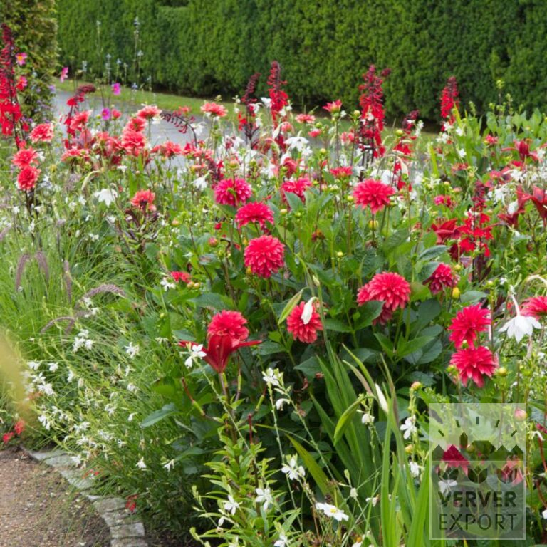 Summer Trams Verver 'Red & White Splendour' © / 7 m² (29368)