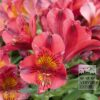 Alstroemeria Precultivated Red (30003)