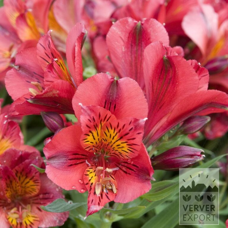 Alstroemeria Precultivated Red (30003)