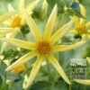 Dahlia Precultivated Honka Geel (30005)