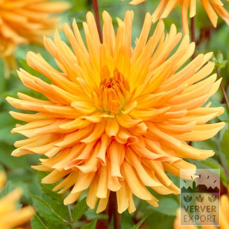 Dahlia Precultivated 'Ludwig Helfert' (30008)