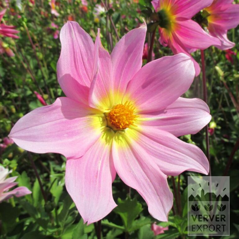 Dahlia Precultivated Bio 'Delta' (30025)