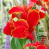 Canna Precultivated 'Madeira' (30030)